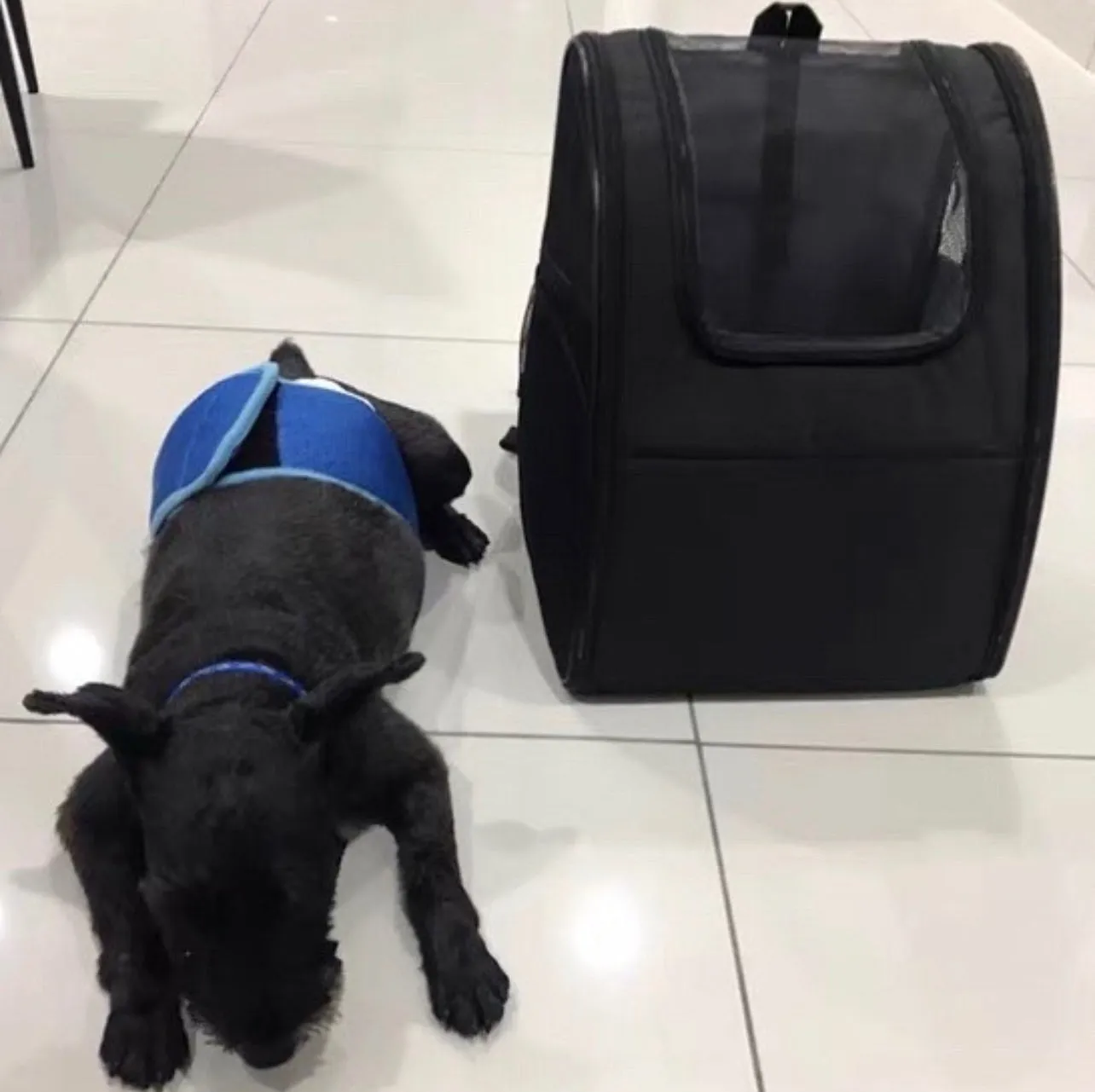 Breathable Pet Backpack