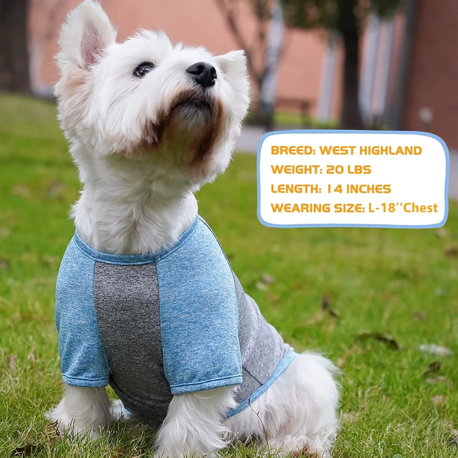 KYEESE 2 Pack Dog Shirts Quick Dry Quick Dry Lightweight Stretchy Dog T-Shirts with Reflective Label Raglan Sleeve Cat Shirts Pet Clothes