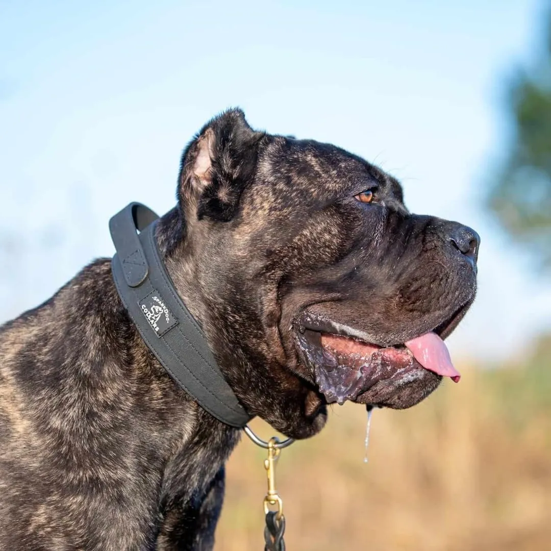 SparkDog Collars Waterproof Working Dog Collar with Handle, Agitation, Dock Diving, Canine Biathlon, Military Tactical Style, Hiking, Adventure, Traffic Control Handle, Service Dog (Black, Handle)